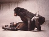 Chimps